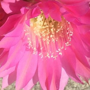 Meet your Posher, Susan